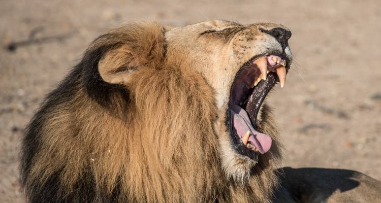 Nyati BIG-5 Classic “Best of Zambia” Safari Experience: Lower Zambezi, Kafue (Busanga Plains) and South Luangwa National Parks – 11 days - Lochinvar Safaris 1