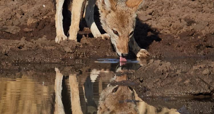 Nyati BIG-5 Classic “Best of Zambia” Safari Experience: Lower Zambezi, Kafue (Busanga Plains) and South Luangwa National Parks – 11 days - Lochinvar Safaris 10
