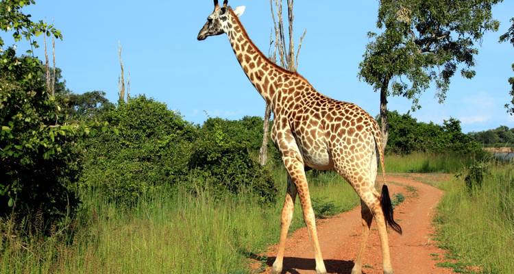 Nyati BIG-5 Classic “Best of Zambia” Safari Experience: Lower Zambezi, Kafue (Busanga Plains) and South Luangwa National Parks – 11 days - Lochinvar Safaris 6