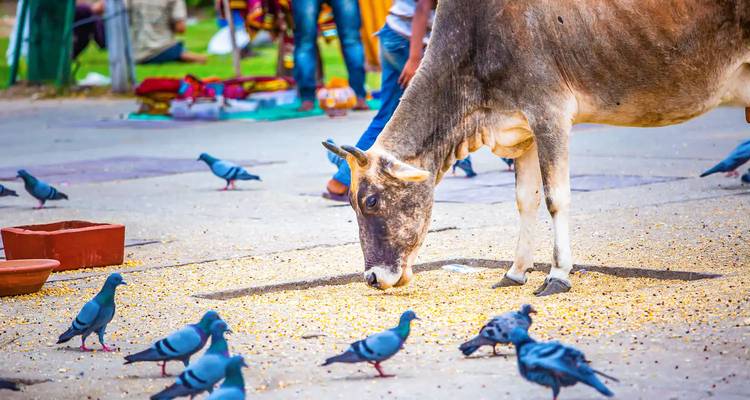 Cow eating grains surrounded by pigeons on the street.