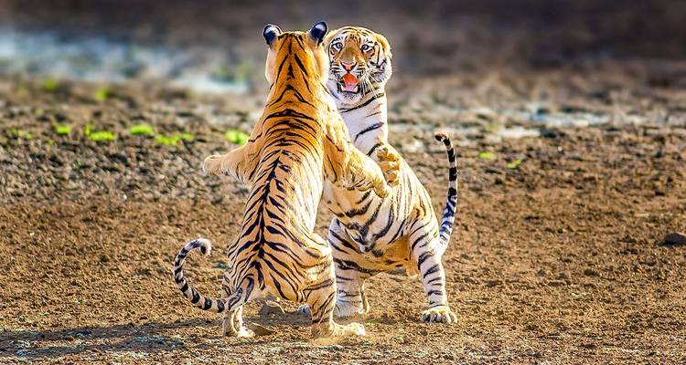 Dos tigres de Bengala interactuando juguetonamente en la naturaleza.