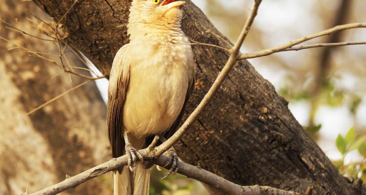 12 Days Gujarat Wildlife Tour Package with Asiatic Lions from Mumbai - Travel Con 2