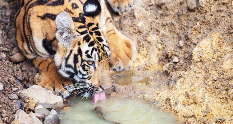 12 Days Gujarat Wildlife Tour Package with Asiatic Lions from Mumbai - Travel Con 10