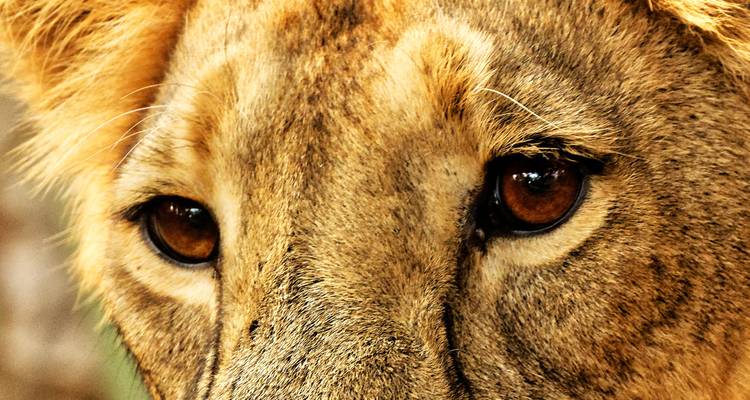 12 Days Gujarat Wildlife Tour Package with Asiatic Lions from Mumbai - Travel Con 6