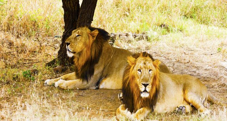 12 Days Gujarat Wildlife Tour Package with Asiatic Lions from Mumbai - Travel Con 9