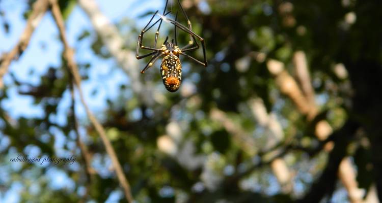 8 Days Kipling’s Kanha & Sunderbans Tiger Tour from Mumbai(ALL INCLUSIVE) - Travel Con 3