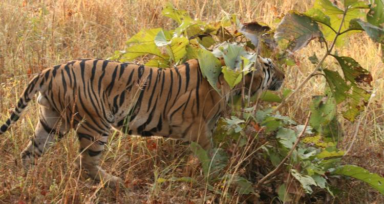 8 Days Kipling’s Kanha & Sunderbans Tiger Tour from Mumbai(ALL INCLUSIVE) - Travel Con 6