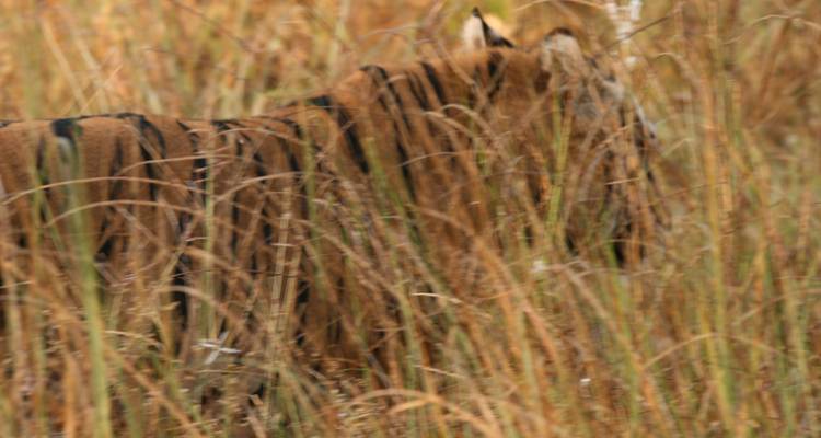 8 Days Kipling’s Kanha & Sunderbans Tiger Tour from Mumbai(ALL INCLUSIVE) - Travel Con 8