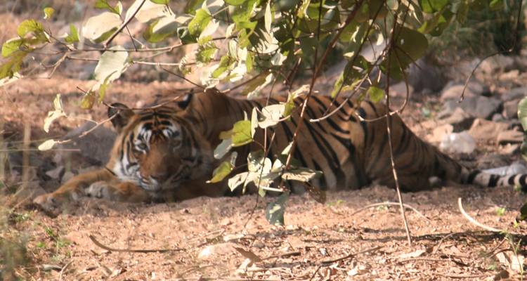 8 Days Kipling’s Kanha & Sunderbans Tiger Tour from Mumbai(ALL INCLUSIVE) - Travel Con 10
