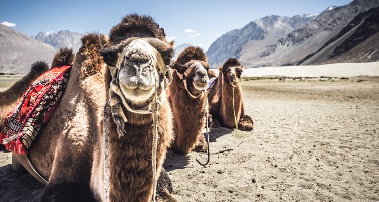 Circuit à Leh et au Ladakh - Golden Triangle India Tours 3