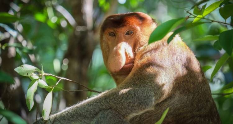 11D10N Sarawak Coastal and Interior Explorer - Paradesa Borneo Discovery 2