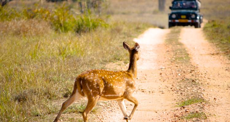 India Wildlife Tour - Golden Triangle India Tours 6
