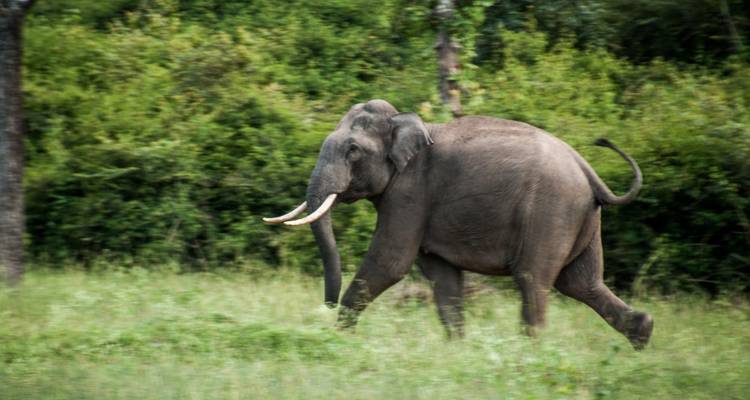 India Wildlife Tour - Golden Triangle India Tours 4