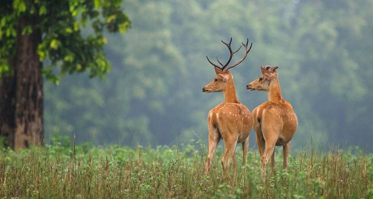 India Wildlife Tour - Golden Triangle India Tours 7
