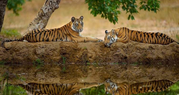 Tour du tigre avec Taj Mahal - Golden Triangle India Tours 3