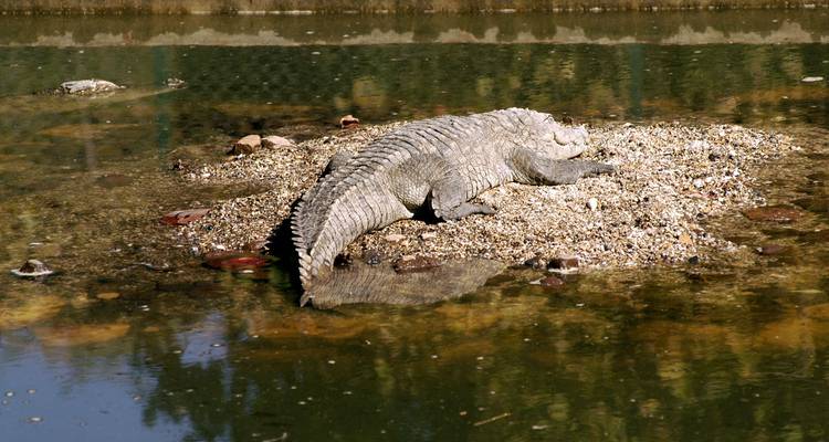 LUXURIOUS 14 Days India Nepal Wildlife Tour with Taj Mahal (ALL INCLUSIVE) - Travel Con 3