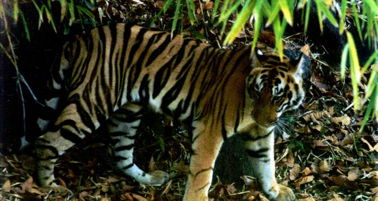 LUXURIOUS 14 Days India Nepal Wildlife Tour with Taj Mahal (ALL INCLUSIVE) - Travel Con 4
