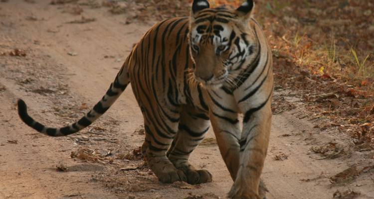 LUXURIOUS 14 Days India Nepal Wildlife Tour with Taj Mahal (ALL INCLUSIVE) - Travel Con 8
