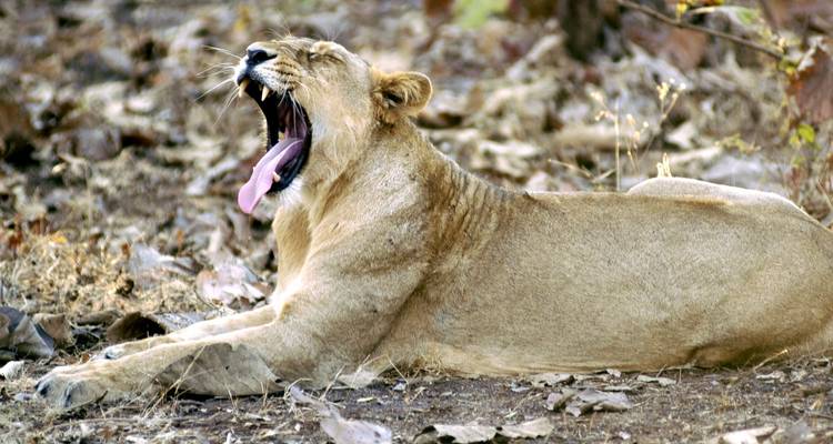 LUXURIOUS 14 Days India Nepal Wildlife Tour with Taj Mahal (ALL INCLUSIVE) - Travel Con 2