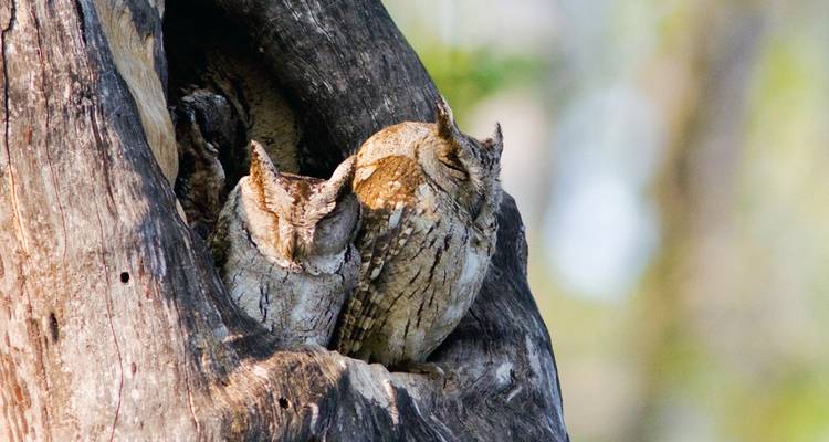 LUXURIOUS 14 Days India Nepal Wildlife Tour with Taj Mahal (ALL INCLUSIVE) - Travel Con 6