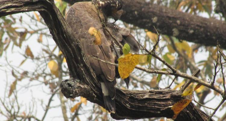 LUXURIOUS 14 Days India Nepal Wildlife Tour with Taj Mahal (ALL INCLUSIVE) - Travel Con 7