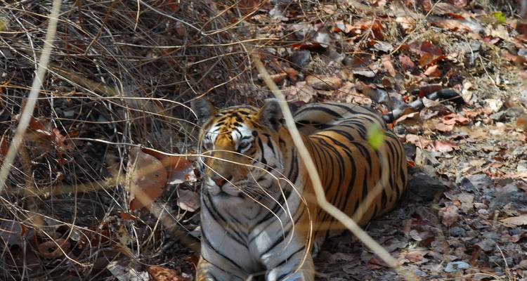 Circuito de 7 días en tigre por el Parque Nacional de Pench y el Parque Nacional de Tadoba desde Nagpur - Travel Con 8