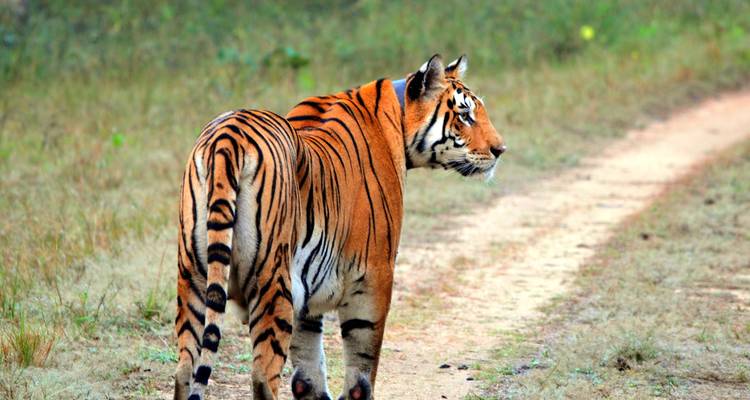 Circuito de 7 días en tigre por el Parque Nacional de Pench y el Parque Nacional de Tadoba desde Nagpur - Travel Con 1