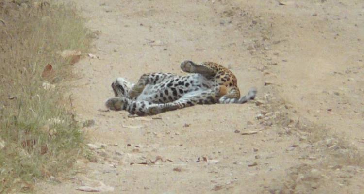 Circuito de 7 días en tigre por el Parque Nacional de Pench y el Parque Nacional de Tadoba desde Nagpur - Travel Con 7