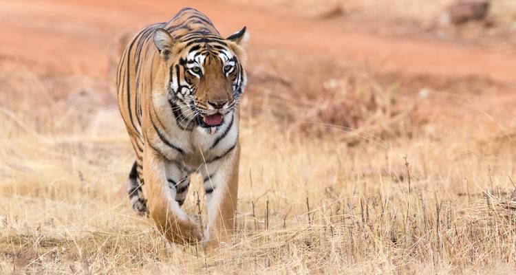 Circuito de 7 días en tigre por el Parque Nacional de Pench y el Parque Nacional de Tadoba desde Nagpur - Travel Con 2