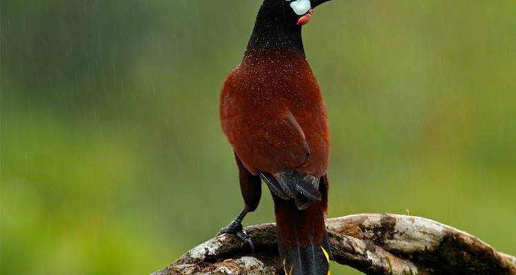 Observación de aves en Sri Lanka - Overa Tours 2