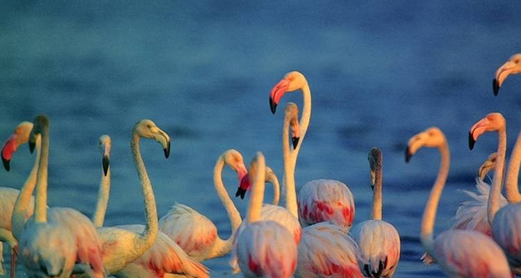 Observación de aves en Sri Lanka - Overa Tours 7