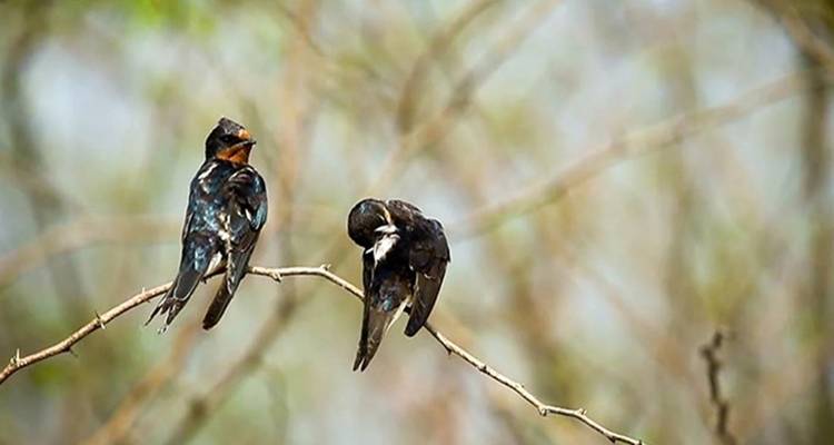 Observación de aves en Sri Lanka - Overa Tours 9