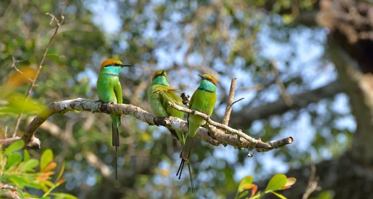 Observación de aves en Sri Lanka - Overa Tours 6