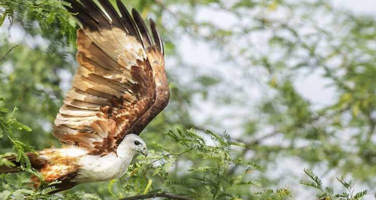Observación de aves en Sri Lanka - Overa Tours 8