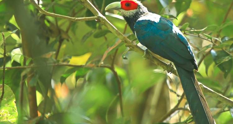 Observación de aves en Sri Lanka - Overa Tours 1