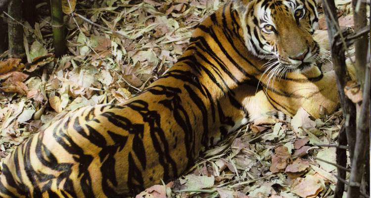 7 jours de safari animalier à Tadoba, Nagzira et Pench au départ de Nagpur - Travel Con 2