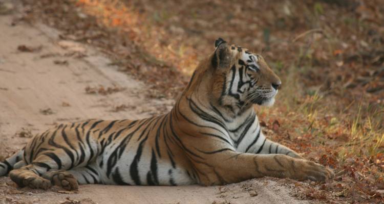 7 jours de safari animalier à Tadoba, Nagzira et Pench au départ de Nagpur - Travel Con 4