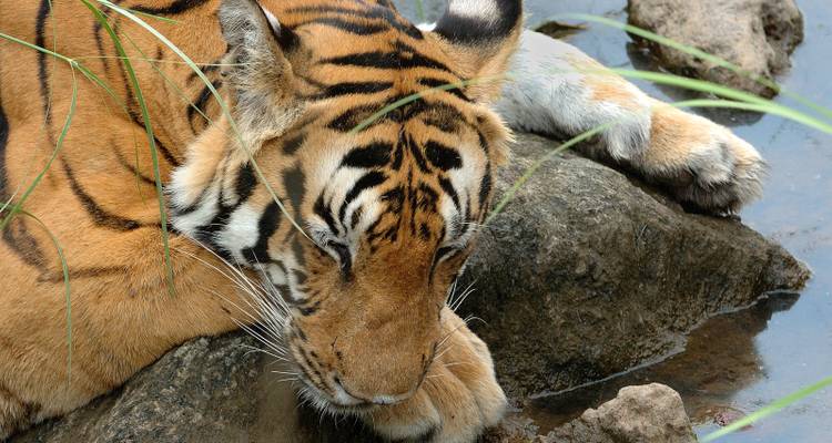 7 jours de safari animalier à Tadoba, Nagzira et Pench au départ de Nagpur - Travel Con 8