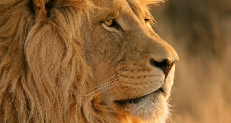 4 jours - Arusha, Serengeti et cratère du Ngorongoro - Professional Safari Africa 8