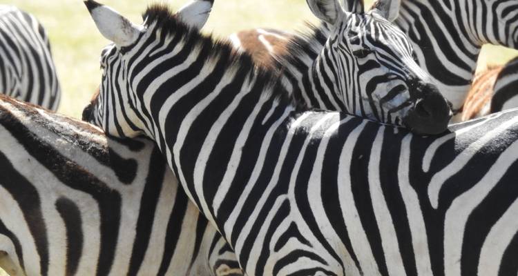 4 jours - Arusha, Serengeti et cratère du Ngorongoro - Professional Safari Africa 4