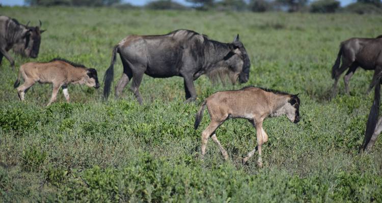 4 jours - Arusha, Serengeti et cratère du Ngorongoro - Professional Safari Africa 9