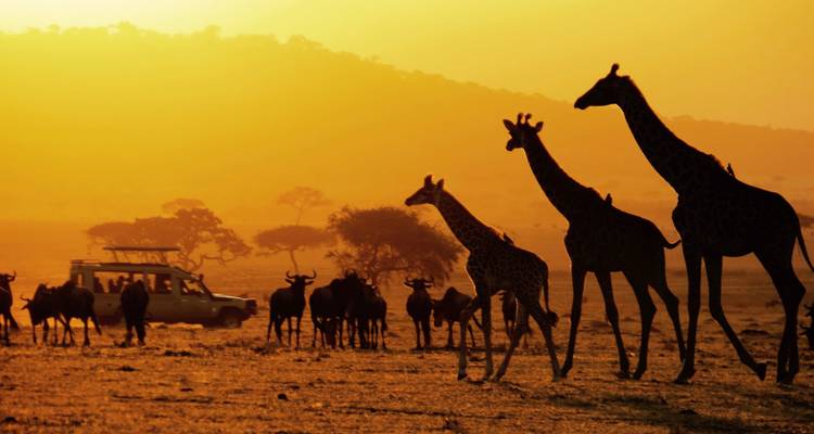 4 jours - Arusha, Serengeti et cratère du Ngorongoro - Professional Safari Africa 6