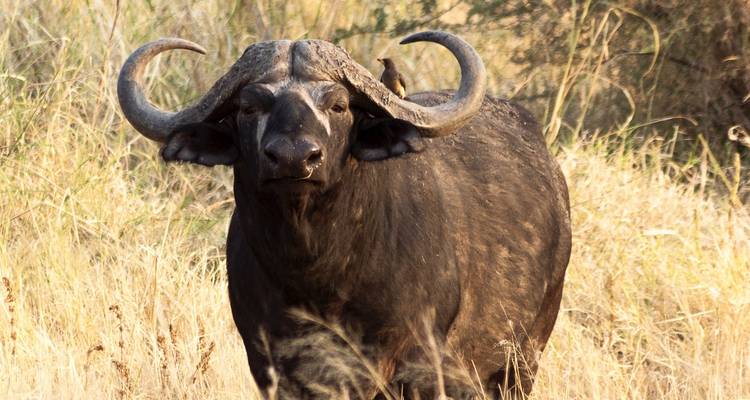 4 jours - Arusha, Serengeti et cratère du Ngorongoro - Professional Safari Africa 1