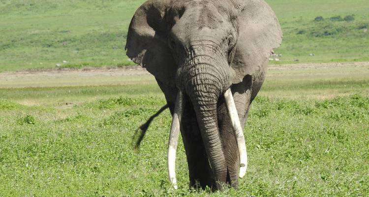 4 jours - Arusha, Serengeti et cratère du Ngorongoro - Professional Safari Africa 10