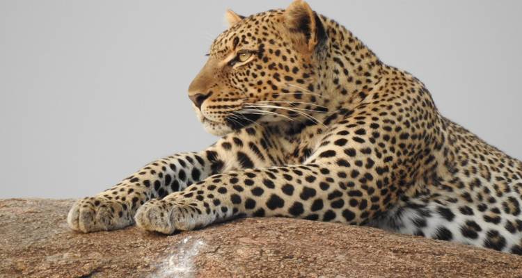 4 jours - Arusha, Serengeti et cratère du Ngorongoro - Professional Safari Africa 7