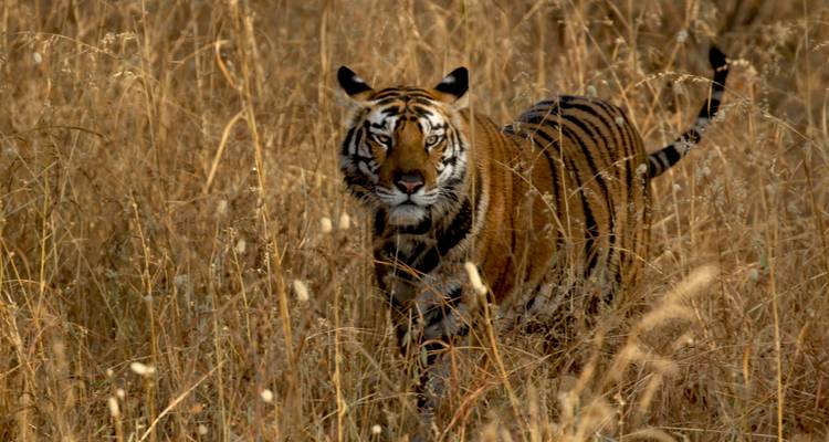 Rural Gems Of Rajasthan - Agora Voyages OPC Pvt Ltd 2