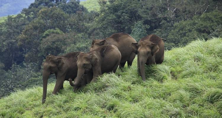 Circuit des Backwaters du Kerala - Golden Triangle India Tours 6