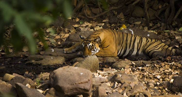 Een rustende tijger in een rotsachtig, met bladeren bezaaid gebied.
