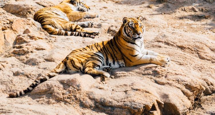 Circuit de luxe au Triangle d'Or avec Ranthambore - Golden Triangle India Tours 9