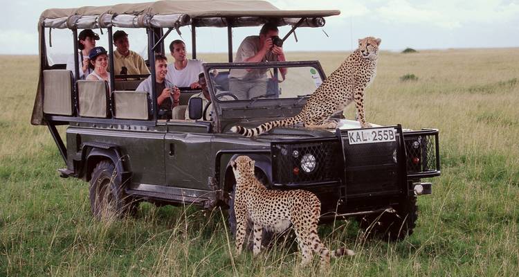 6-Day Tanzania Big Five Comfort Safari: Lake Manyara, Tarangire, Serengeti & Ngorongoro Crater National Park - Gracepatt Ecotours Kenya 6
